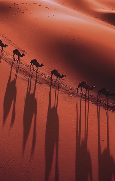Cămile mergând în linie prin dunele deșertului, cu umbre lungi pe nisip.
